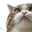 ミミねこにゃん