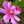 amochi