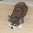 もかめる