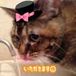 はるりんぷーさん