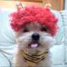chipa＊