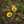 vicia-faba