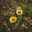 vicia-faba