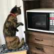 猫のオヌシ＆ナンジ