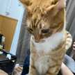 3匹の猫☆