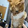 3匹の猫☆ 3匹の猫☆