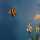 salt_ed_ca
