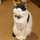 あおやあやお あおやあやお