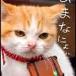 ぴよちやん