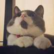 あごひげにゃんこ