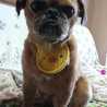 achu♡