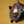 ･ω･つ黒猫