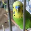 ピーちゃんの飼い主