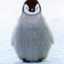 Penpen7