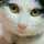 しろにゃんこｙ