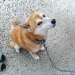 chiyo_m