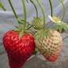 ichigberry