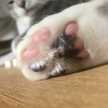PawPads