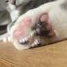 PawPads