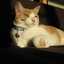 gatasgato