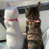 mi_cat☆
