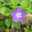 vincaminor