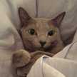 めし猫ラル