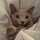 めし猫ラル めし猫ラル