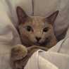 めし猫ラル