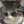 あずさ猫