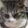 あずさ猫