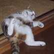 nobeechan