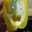 wato