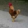 LOSHINA