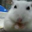 みーよー