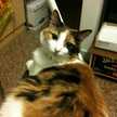 cattail_9