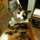 cattail_9 cattail_9