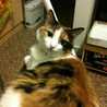 cattail_9