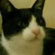 ａｎｚｕｎｅｋｏ