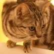 にゃんこ大臣