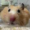 はむきなこ