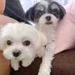 おむすび犬きょうだい