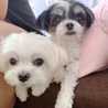 おむすび犬きょうだい