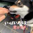 おびまま