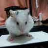 riraハム