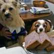 tridogﾏﾏ