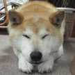 ラッチーU^ｪ^U