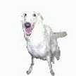 Rover dog