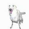 Rover dog