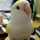 ブルーうさぎ